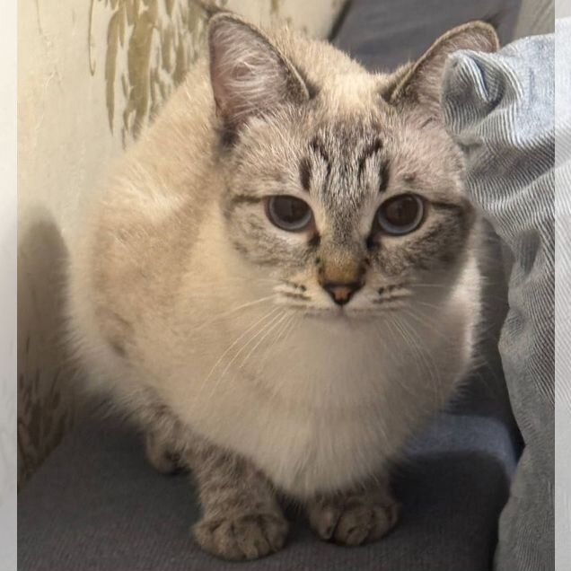 Взрослая, кошка в добрые руки