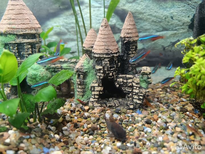 Аквариум, террариум, рыбки, креветки