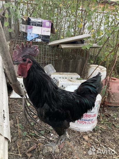 Продам петушка