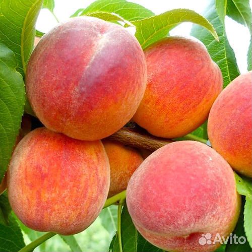 Саженцы плодовых