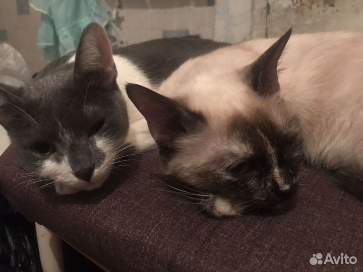 Кошка в дар бесплатно