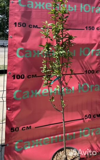 Саженцы сливы Шарафуга