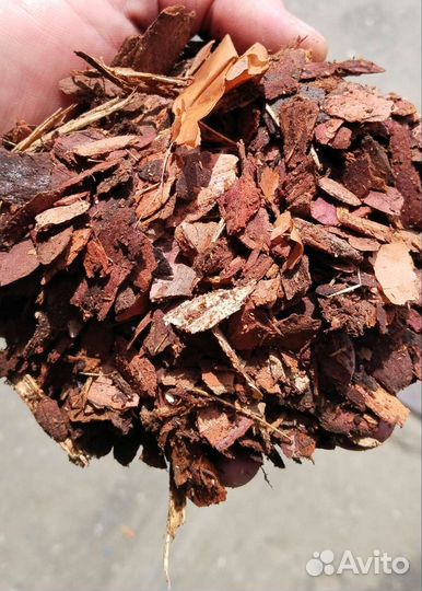 Кора сибирской лиственницы,Кора сосны