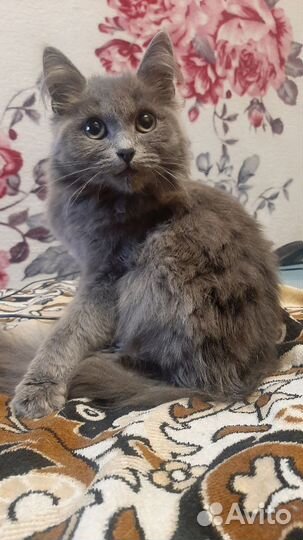 Кошечка в добрые руки