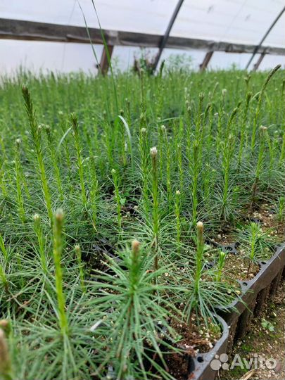 Саженцы сосны обыкновенной зкс от производителя