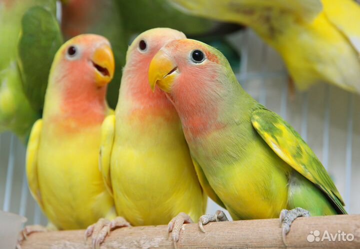 Лучшие попугаи неразлучники пестрые птенцы для Вас