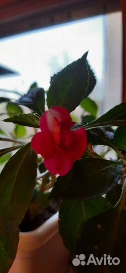 Бальзамин или Ванька мокрый