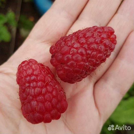 Саженцы малины