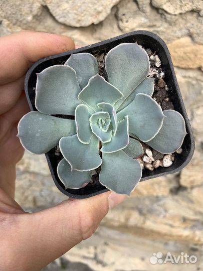 Суккуленты