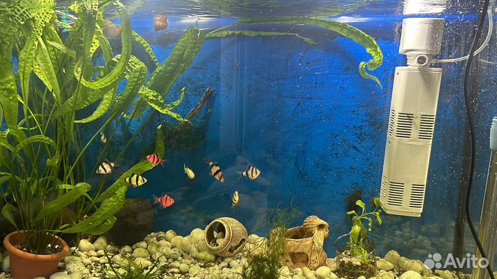 Аквариум