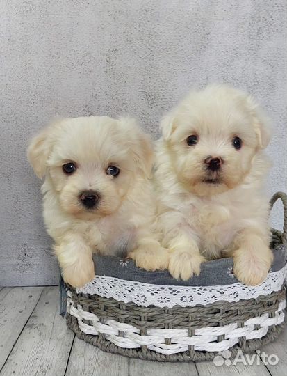 Детки мальтезе