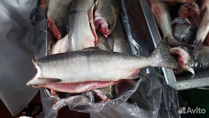 Свежемороженая горбуша