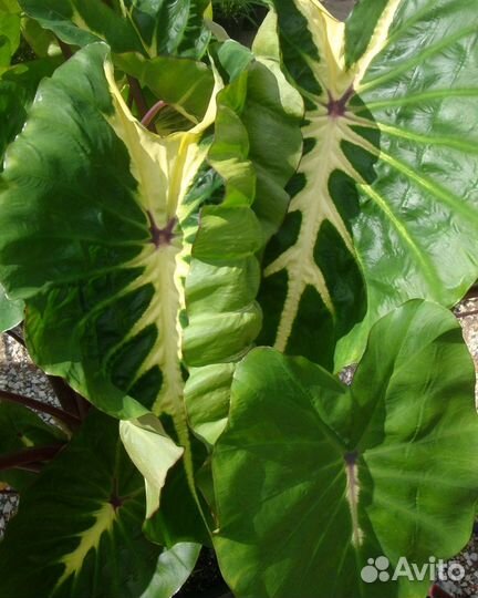 Колоказия Белая Лава