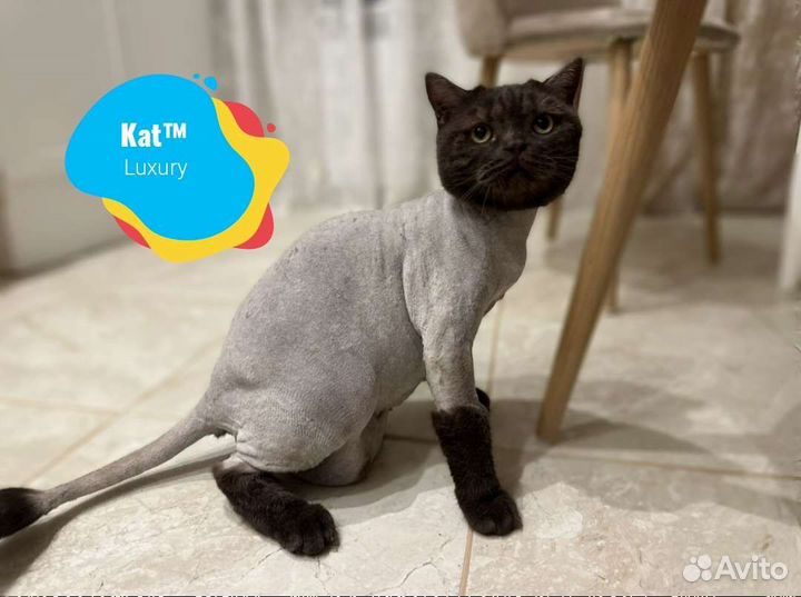 Стрижка кошек с выездом на дом. Грумер