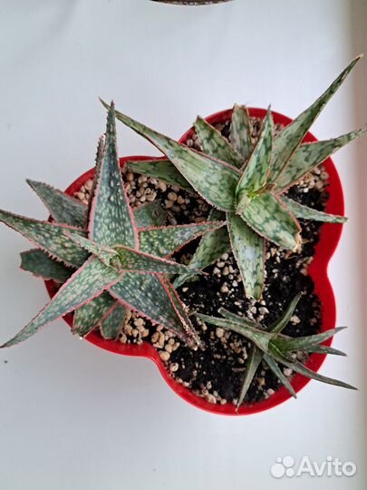 Суккуленты