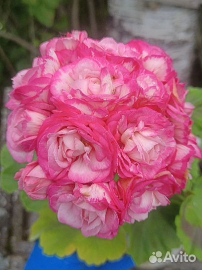 Пеларгония герань