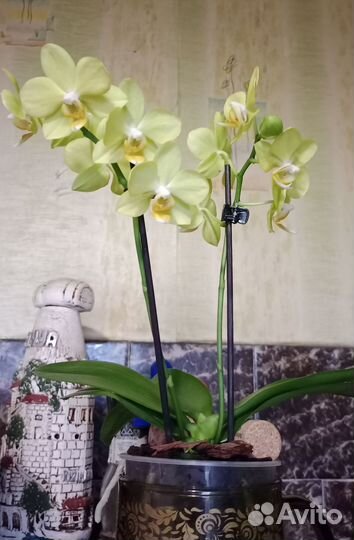 Орхидея фаленопсис