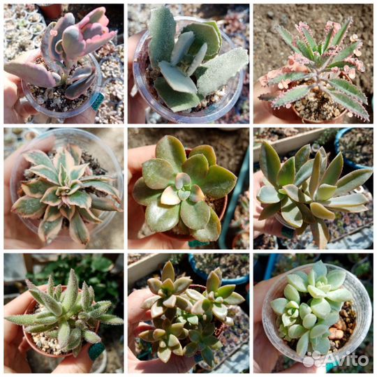 Суккуленты