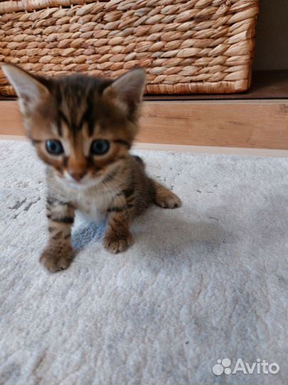 Бенгальский котик