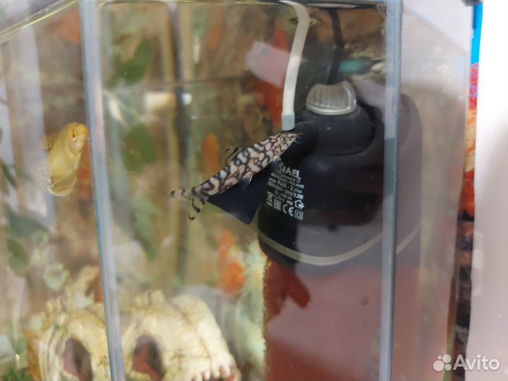 Аквариум с рыбками