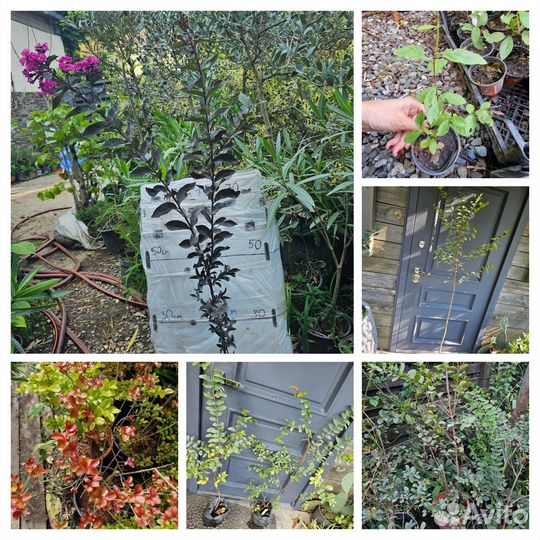 Лагерстремия индийская сирень