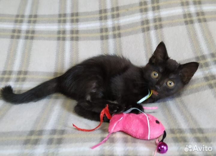 Отдам кошечку-2 мес