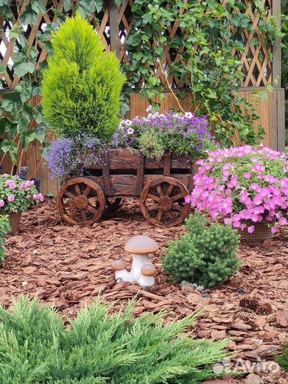 Кора лиственницы, сосны