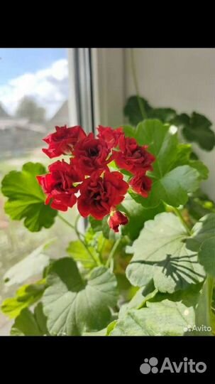 Комнатные растения