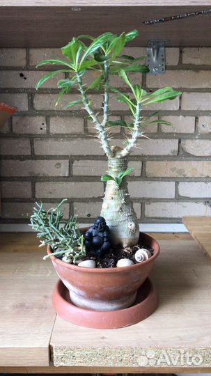 Флорариум суккуленты