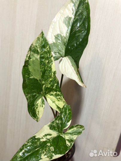 Комнатные растения