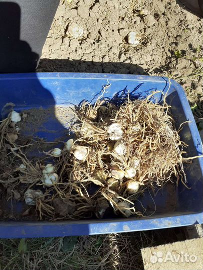 Луковицы лилии