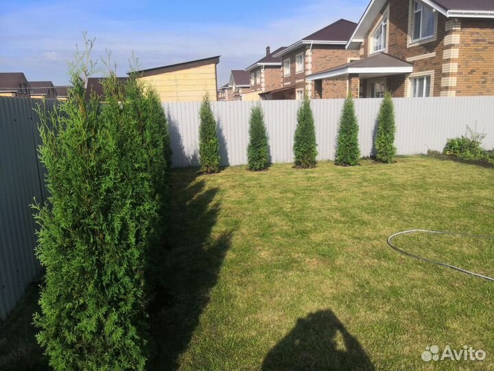 Туи разных сортов