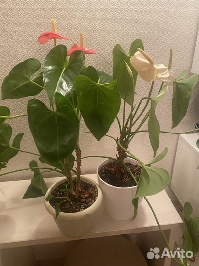 Большие комнатные цветы
