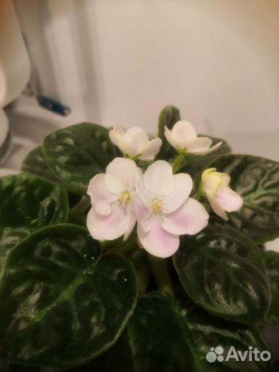 Узамбарская фиалка(сенполия)