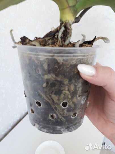 Орхидея фаленопсис биг лип