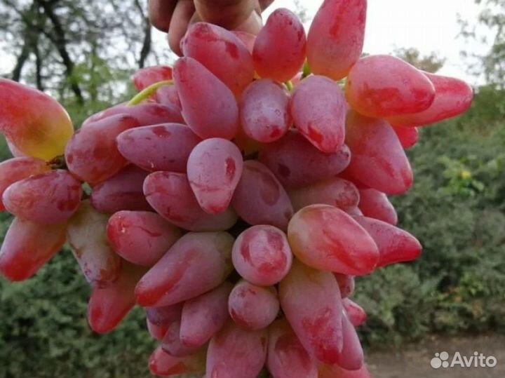 Саженцы винограда