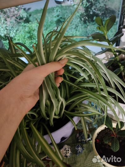 Хлорофитум кудрявый