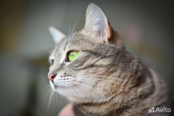 Кошечка 1 год
