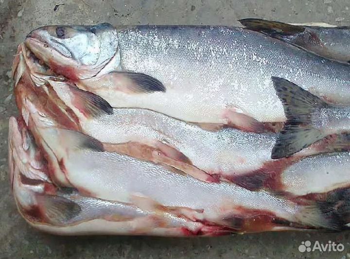 Горбуша с/м