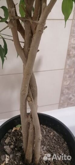 Фикус бенджамина