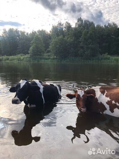 Корова и нетель