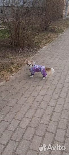 Одежда для собак