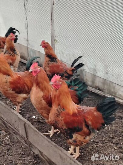 Куры и петухи породы Кучинская юбилейная