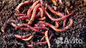 Черви для рыбалки