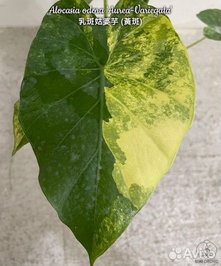 Алоказия Гагеана вариегатная