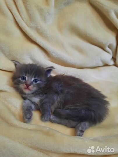 Котята мейн-кун