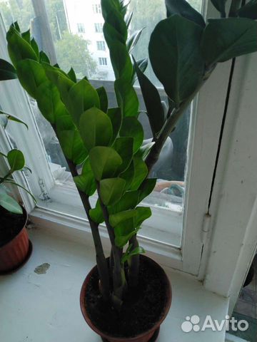 Замиокулькас или долларовое дерево