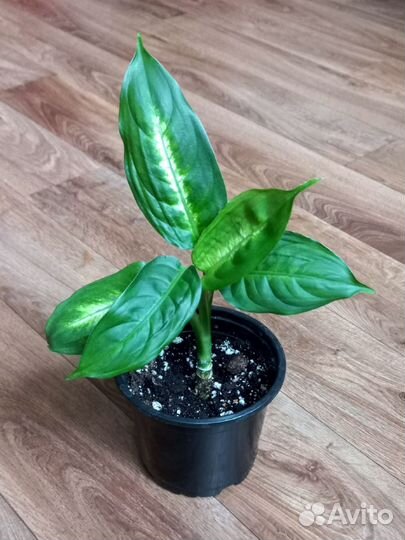 Комнатные растения цветы