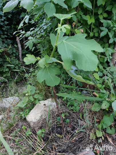 Инжир, йошта, лавр, папайя саженцы