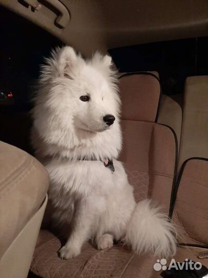 Самоедская лайка